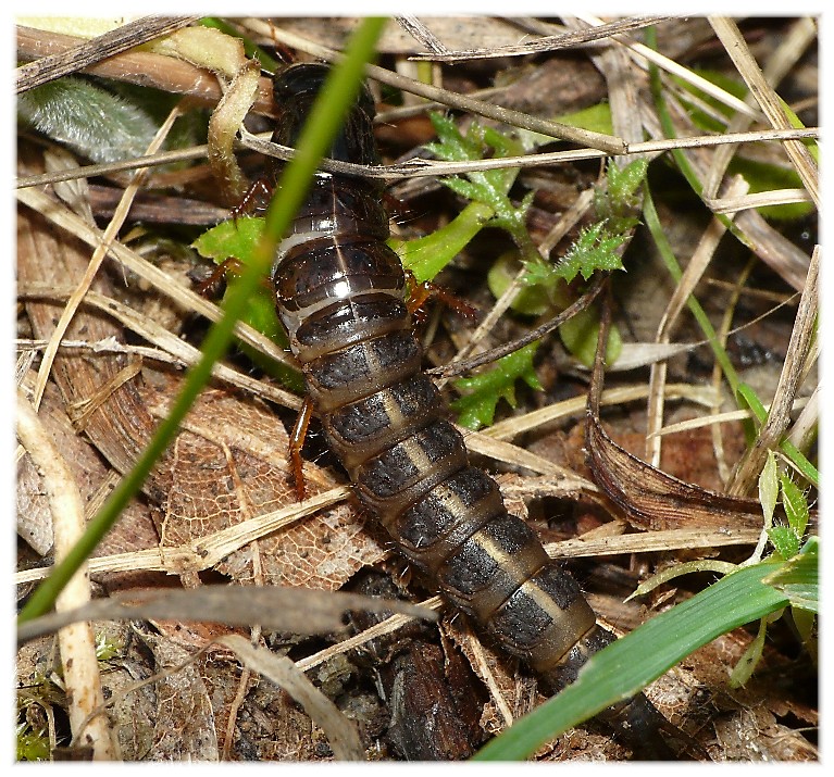 Larva di...??? Ocypus cfr. olens